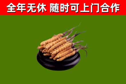 利川市烟酒回收冬虫夏草.jpg